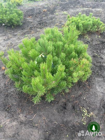 Сосна горная экстра качество