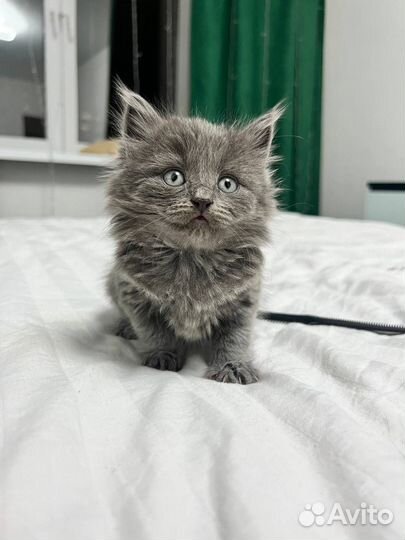 Котенок шотландский