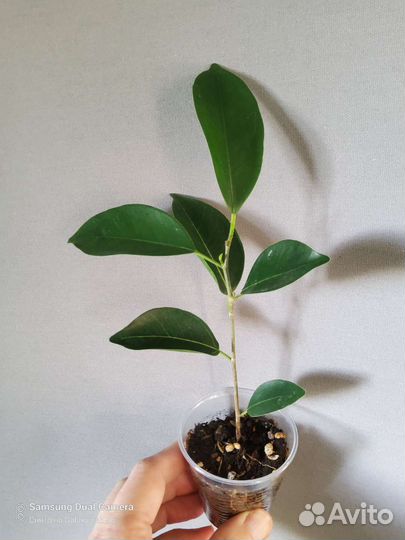 Фикусы сортовые