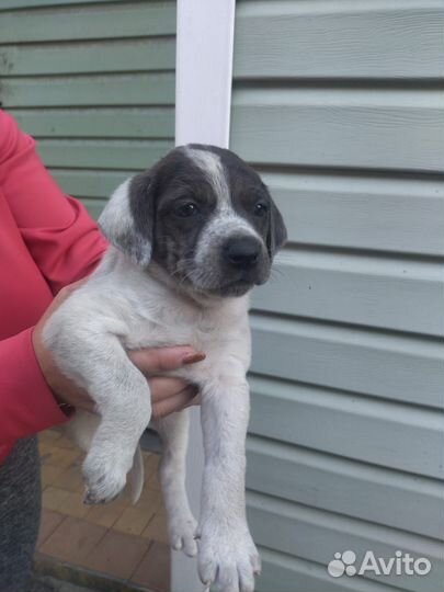 Щенки бесплатно