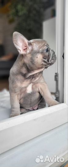 Щенки Французского бульдога
