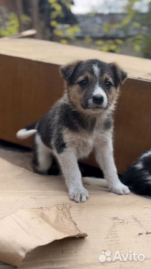 Щенок в добрые руки