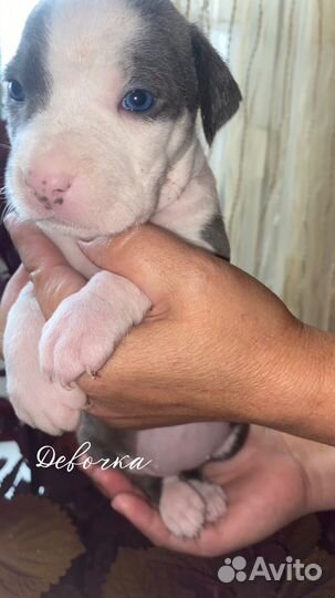 Американский Стаффордширский терьер