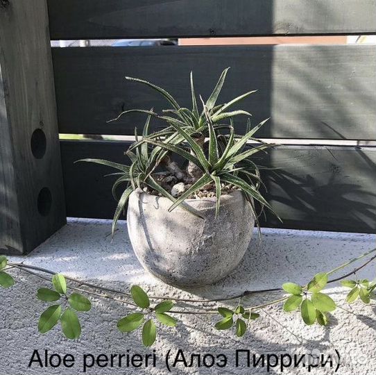 Алоэ семена