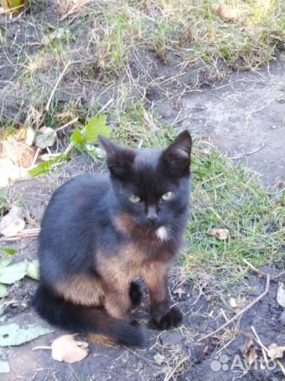 Ласковые котята