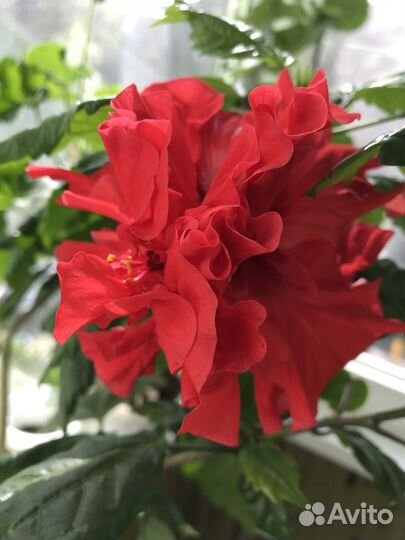 Роза / Гибискус / Цветы / Домашние цветы