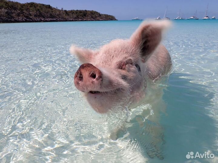 Хряк ландрас