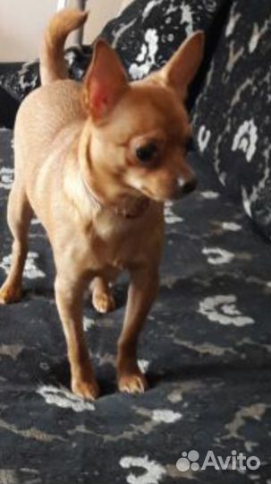 Мальчик Чихуахуа для вязки