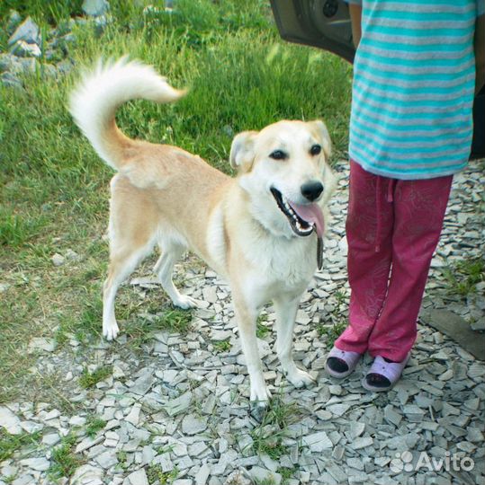 Собака - компаньон