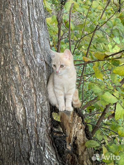 Кошки в добрые руки