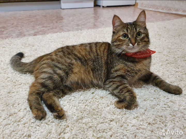 Кошка