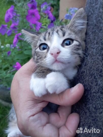 Котенок Рыська в добрые руки