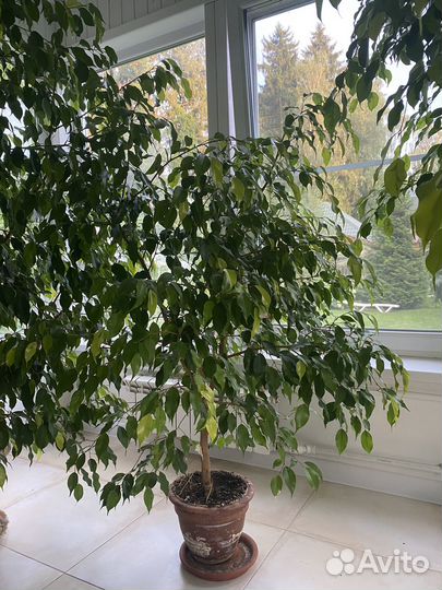 Фикус бенджамина