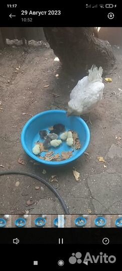 Курица с цыплятами