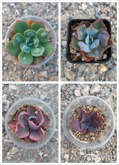 Эчеверии редкости и новинки