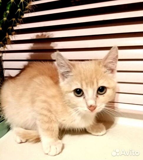 Кошечка 4.5 месяца