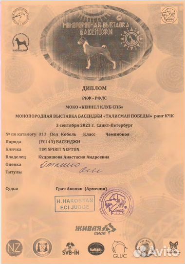 Вязка кобель басенджи