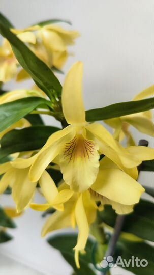 Орхидея dendrobium Stardust Firebird и Chyomi