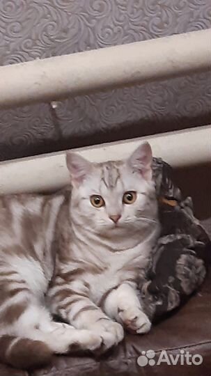 Шотландский кот вязка