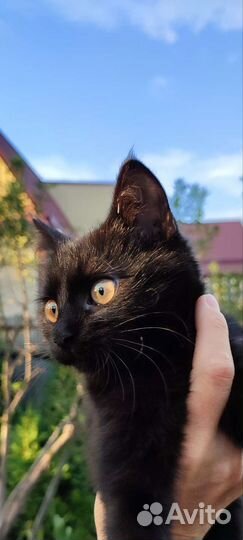 Котенок мальчик