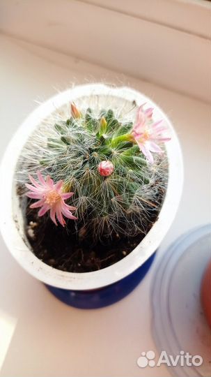 Кактус цветущий
