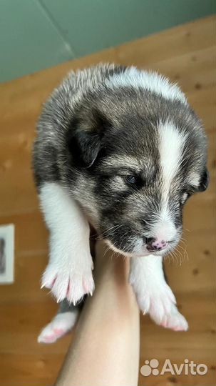 Щенки в добрые руки (осталась одна девочка)