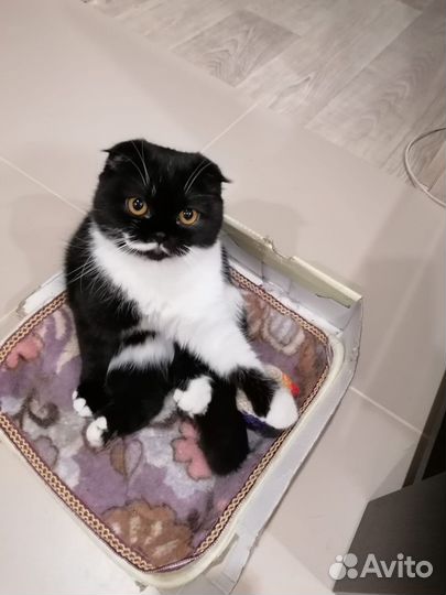 Вязка кошечьки