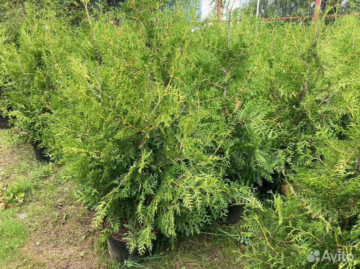 Саженцы Туя Брабант 130-150 см