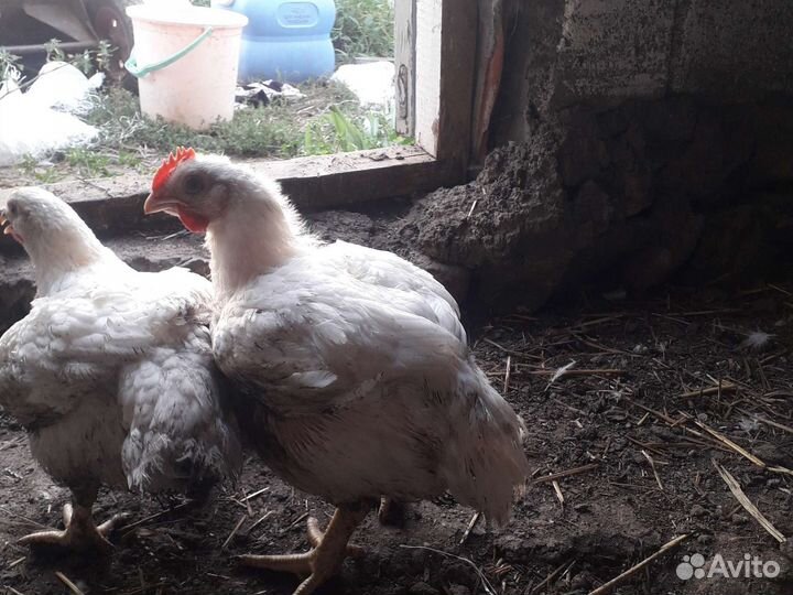 Куры бройлеры
