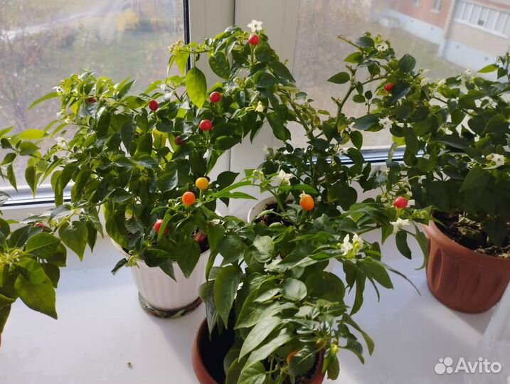 Перец комнатный