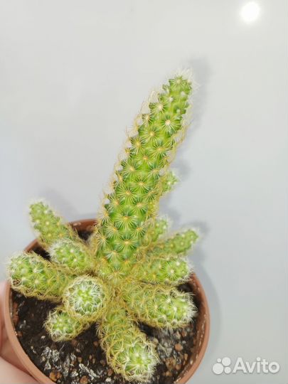 Кактусы и суккуленты