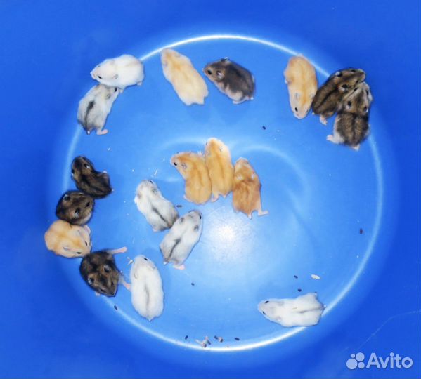 Джунгарские хомячки разных окрасов