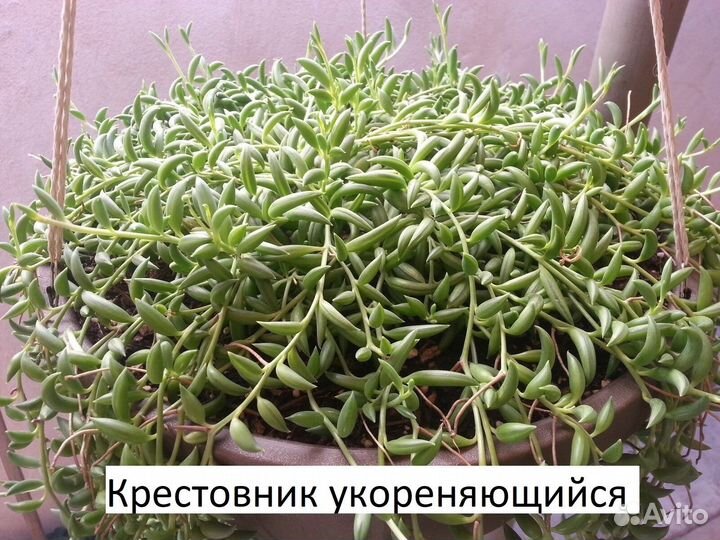 Крестовник