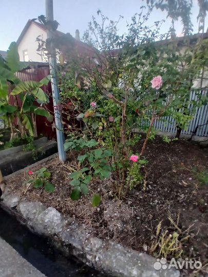 Кустовые розы