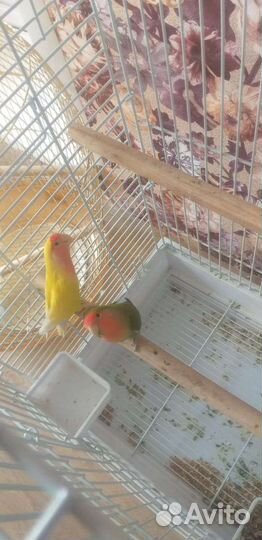 Клетки для грызунов и попугаев (так же попугаи)