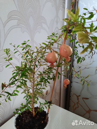 Гранат комнатный с плодами