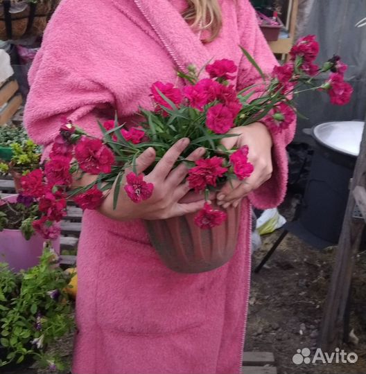 Гвоздика ампельная