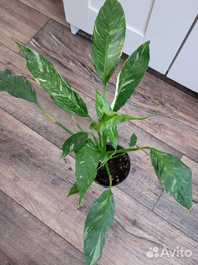 Монстера фридрихшталя, алоказия