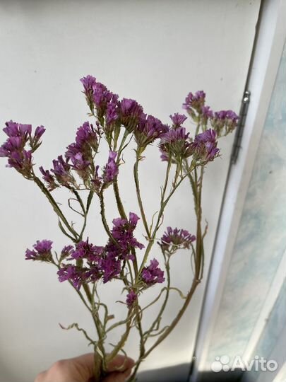 Станица сухоцвет