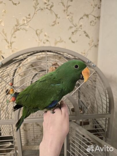 Благородный попугай эклектус