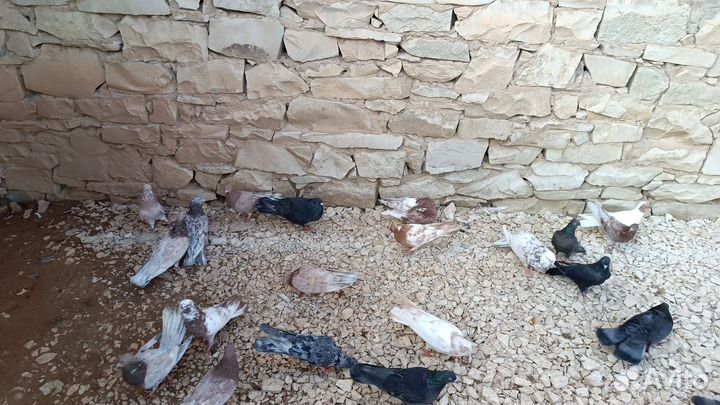 Бакинские бойные голуби