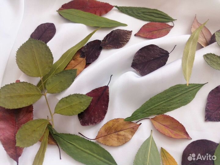 Гербарий плоскозасушенные листья осенние