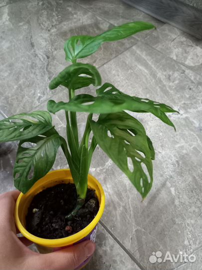 Цветы разные