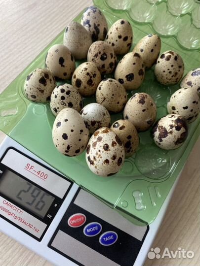 Домашние куриные, перепелиные яйца