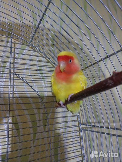 Попугай неразлучники с клеткой
