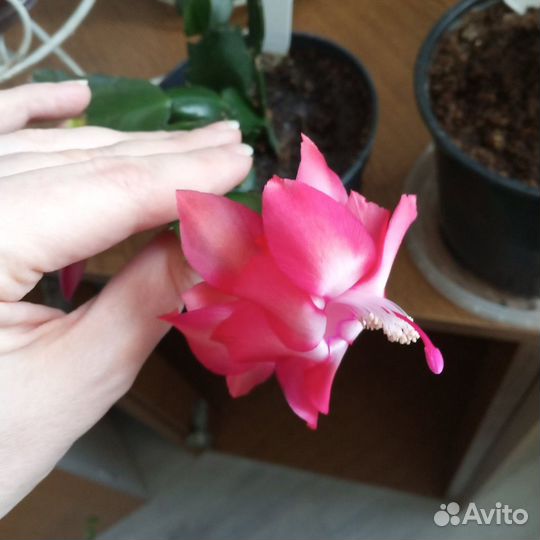 Сортовые декабристы (Thor Kiri)