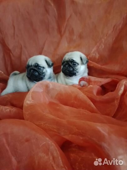 Щенки мопса мальчик