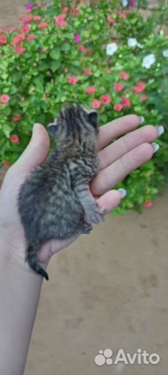 Котята родились в августе