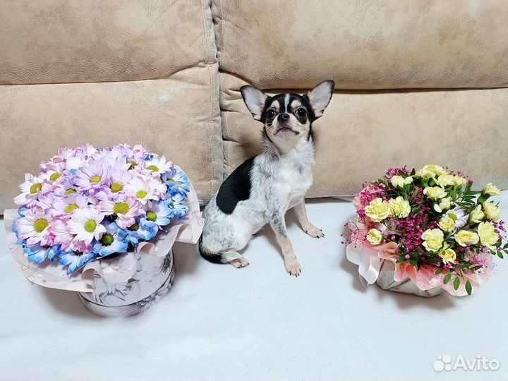 Чихуахуа мини девочка
