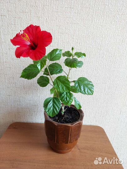 Комнатные растения